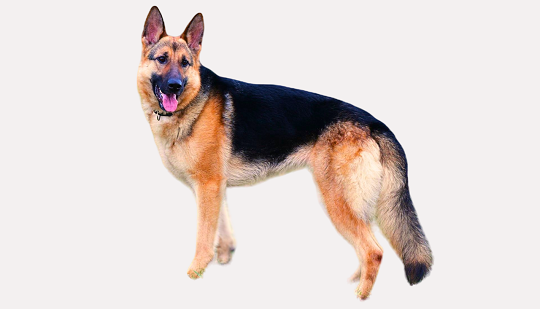 K9 Dog Security