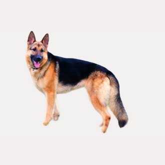 K9 Dog Security